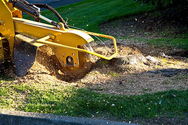 Best Commercial Tree Removal  in Merrifield, VA